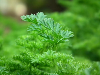 macro photography of green plant thumbnail