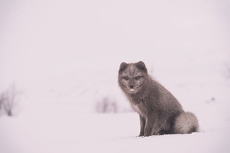 gray wolf on snow thumbnail