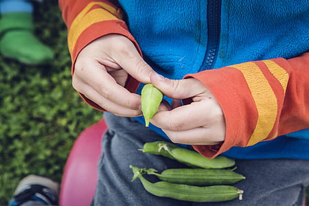 person holding green fruit thumbnail