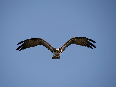 bald eagle flying in the thumbnail