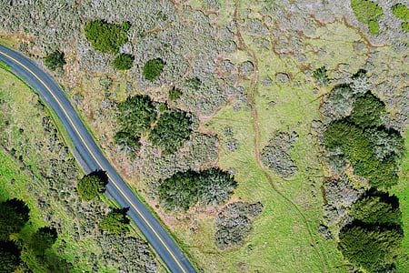 bird's eye view photo of trees and road thumbnail