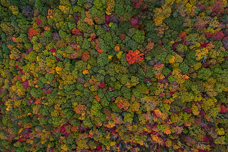 assorted-color leafs of trees in aerial shot thumbnail