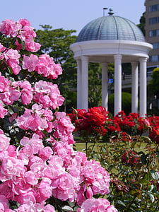 pink and red petaled flowering plants thumbnail