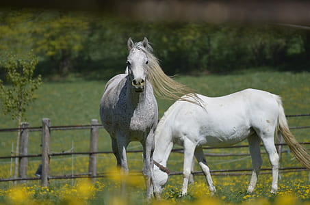 two white horses on field thumbnail