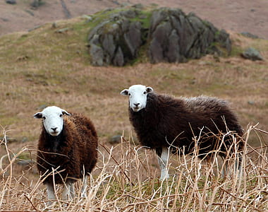 two brown goats thumbnail