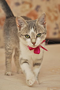 silver tabby kitten wearing red ribbon thumbnail