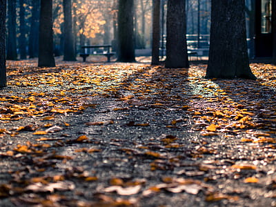 fallen leaves on ground thumbnail