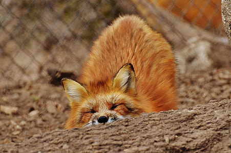 red fox lying on ground thumbnail
