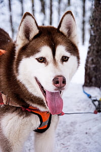 adult copper husky with orange body leash on snow showing tongue closeup photography thumbnail