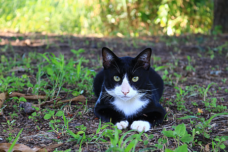 white and black cat lying on ground near grass thumbnail