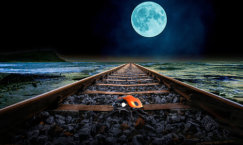 black and brown ladybug on brown train rails thumbnail