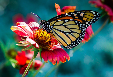 selective focus photo of monarch butterfly perch on flower thumbnail