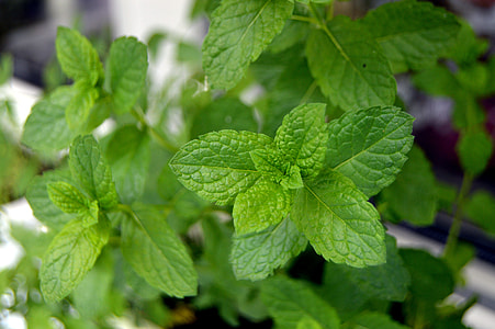 green peppermint plant in close-up photography thumbnail