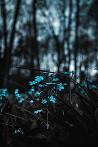 teal flowers thumbnail