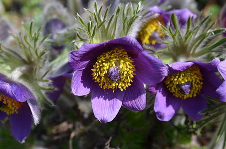 close up photography of purple petaled flowers at daytime thumbnail