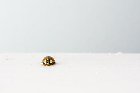 brown ladybug on white surface thumbnail