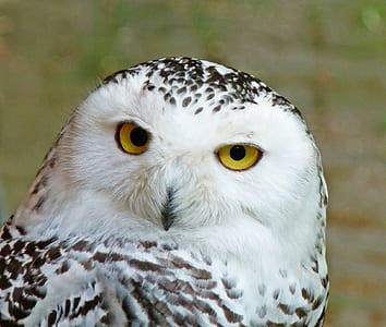 closeup photo of white and black owl at daytime thumbnail
