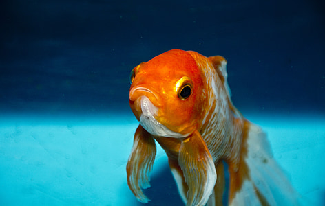 orange goldfish thumbnail