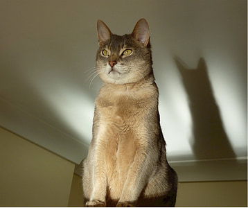 short-furred brown cat thumbnail