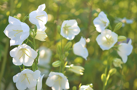 white campanula flowers in selective focus photography thumbnail