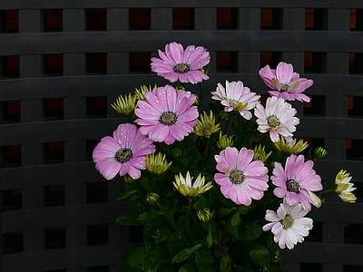 pink and white daisy flowers with water droplets thumbnail