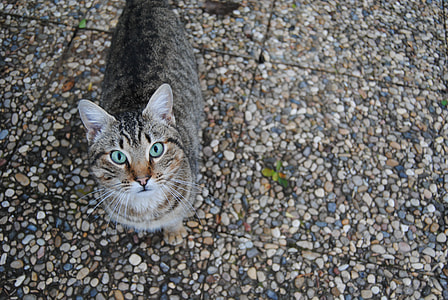 person taking picture of tabby cat thumbnail