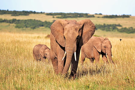 three gray elephants thumbnail