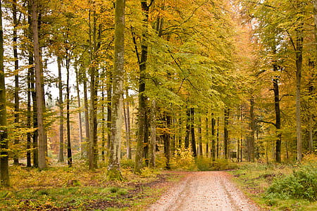 green forest field thumbnail