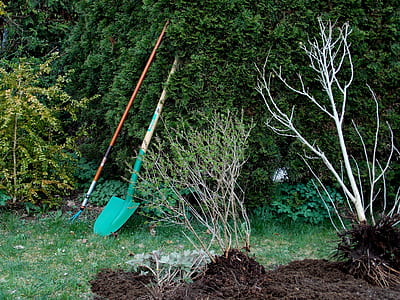 green shovel leaning on green leafed plant thumbnail