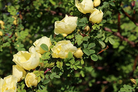 yellow flowers thumbnail