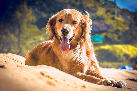 golden retriever lying on sand at daytime close-up photo thumbnail