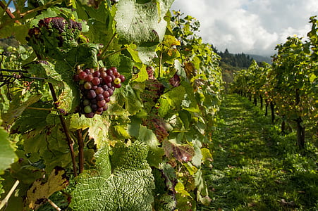 ripe grape on grape fields thumbnail
