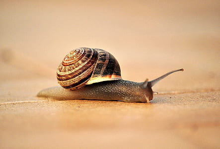 brown and gray snail thumbnail