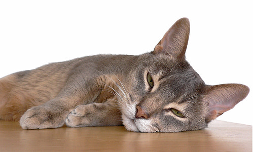 short-fur cat lying on brown wooden surface with white background thumbnail