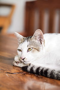 white and grey fur cat laying on brown wooden surface thumbnail