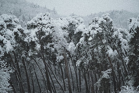 green leafed plant covered on snow thumbnail