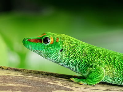 shallow focus photography of green lizard thumbnail
