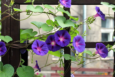 purple morning glory vines in bloom at daytime thumbnail