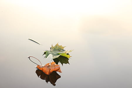 two orange and green maple leaves on body of water thumbnail