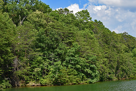 View Of Shore From Boat, Tennessee River thumbnail