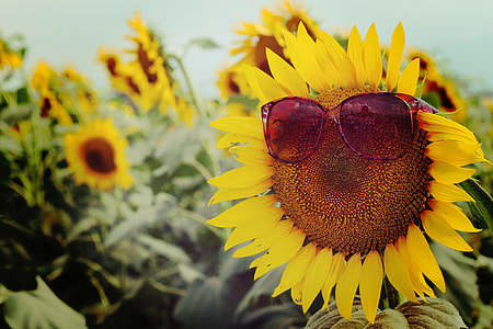 sunflower with sunglasses photo thumbnail