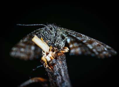 Selective Focus Photography of Insect thumbnail