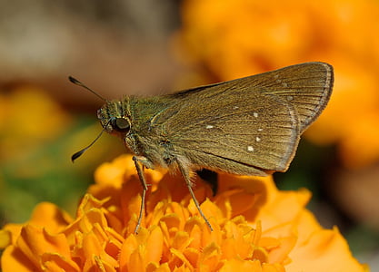 selective focus photo of brown skipper moth perched on orange flower at daytime thumbnail