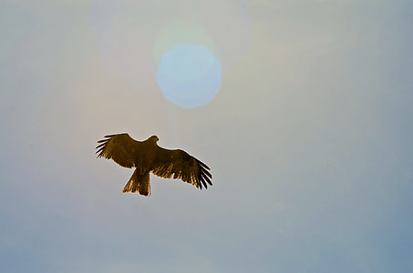 silhouette of bird on sky during daytime thumbnail