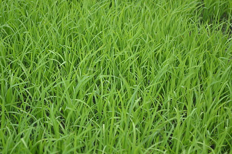 green grass thumbnail