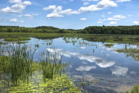 green grass near pond at daytime thumbnail
