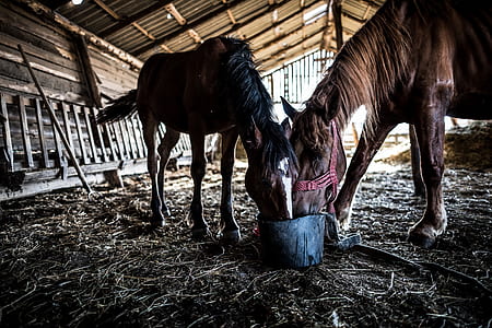 two brown horse drinking on the same container thumbnail