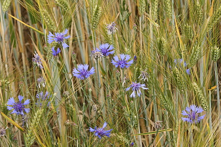 purple cornflowers in wheat field thumbnail
