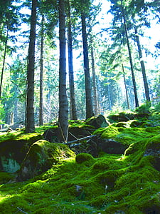 sunray through trees thumbnail