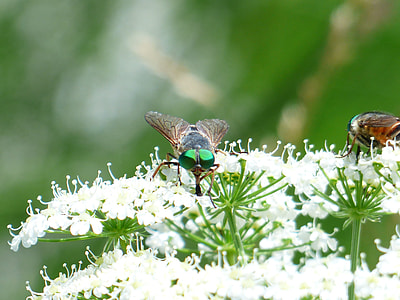 Rinderbremse, Green Eyes thumbnail